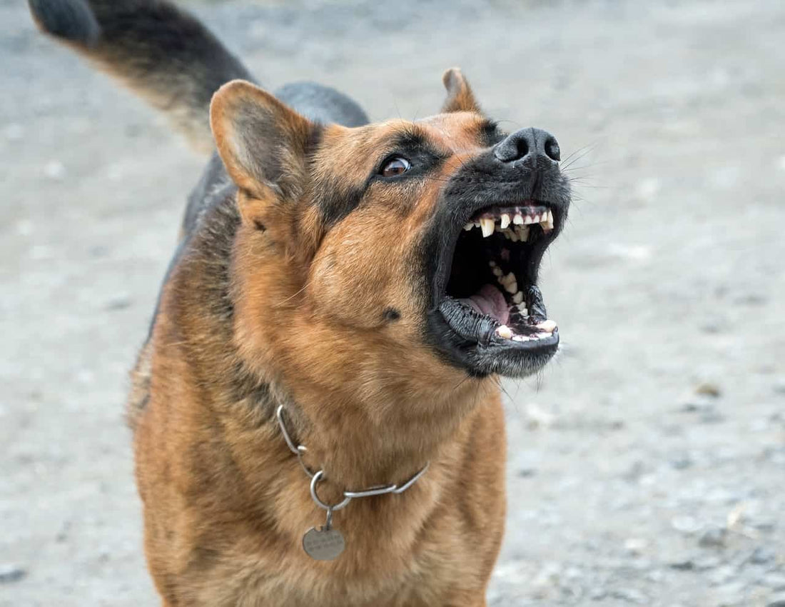 How to Train a Dog to Stop Barking Using a Remote Collar (Australia)