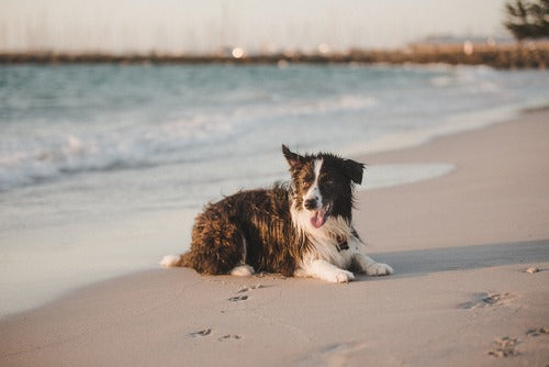 Remote Collar Training for Recall at the Beach (Australia)