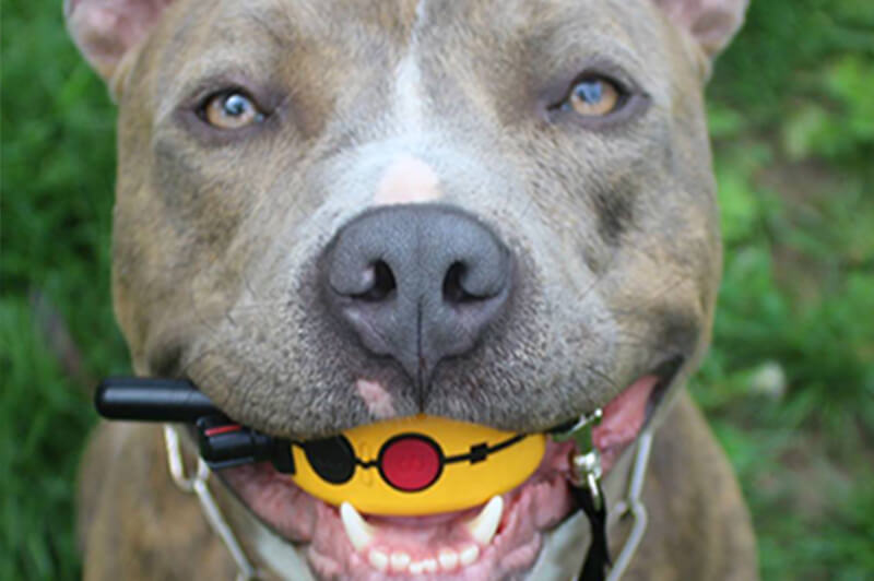 How to Introduce a Remote Training Collar to your Dog