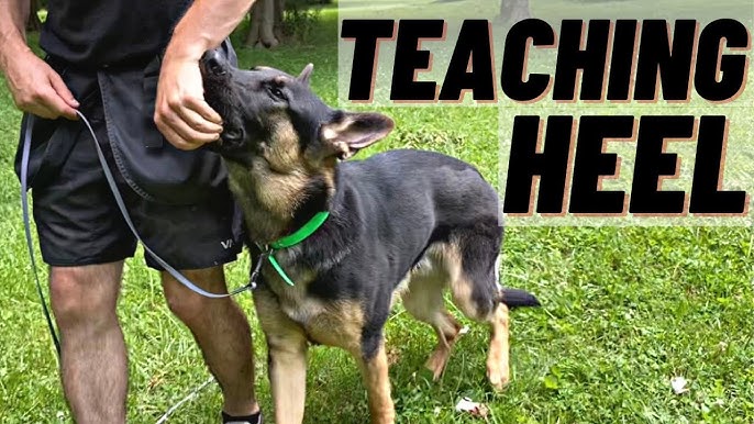 How to Train a Strong Heel Using a Remote Collar (Australia)