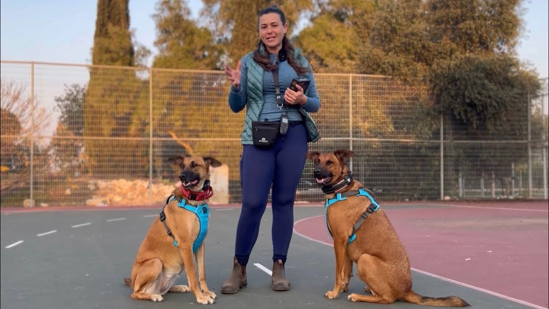 Multi‑Dog Training: How to Train Two Dogs With One Remote