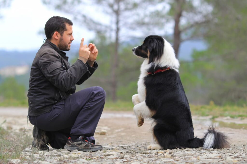 Recall Training With a Remote Dog Training Collar (Australia)