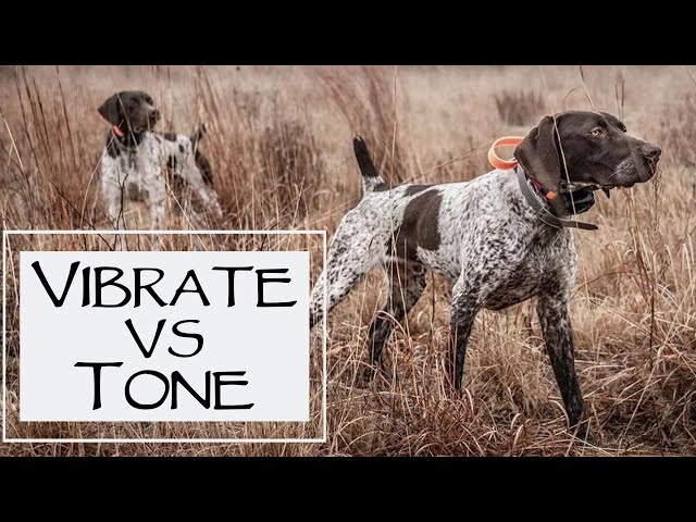 Tone vs Vibration vs Static: Which Remote Training Mode Should You Use?