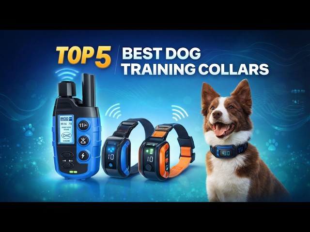 Best Remote Dog Training Collars for Australian Conditions