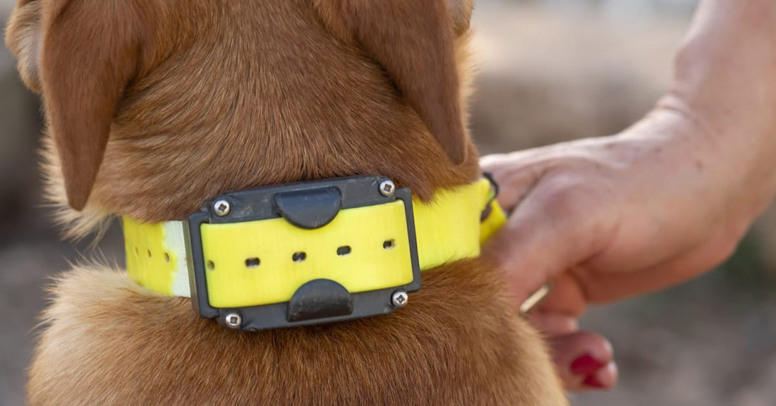 Remote Collar Training for Working Dogs in Australia