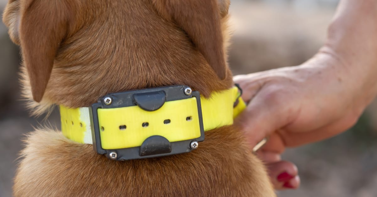 Remote Collar Training for Working Dogs in Australia