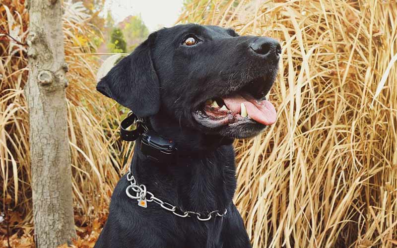 Are Remote Dog Training Collars Safe? (Australian Guide)